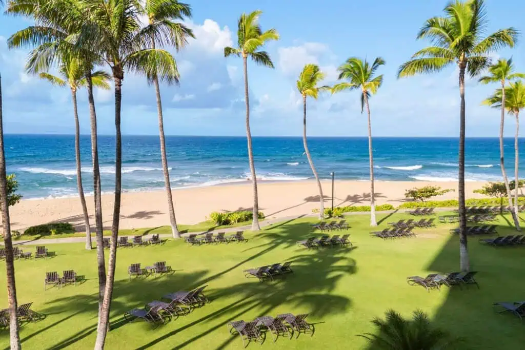 Lawn with loungers, on beach with palm trees