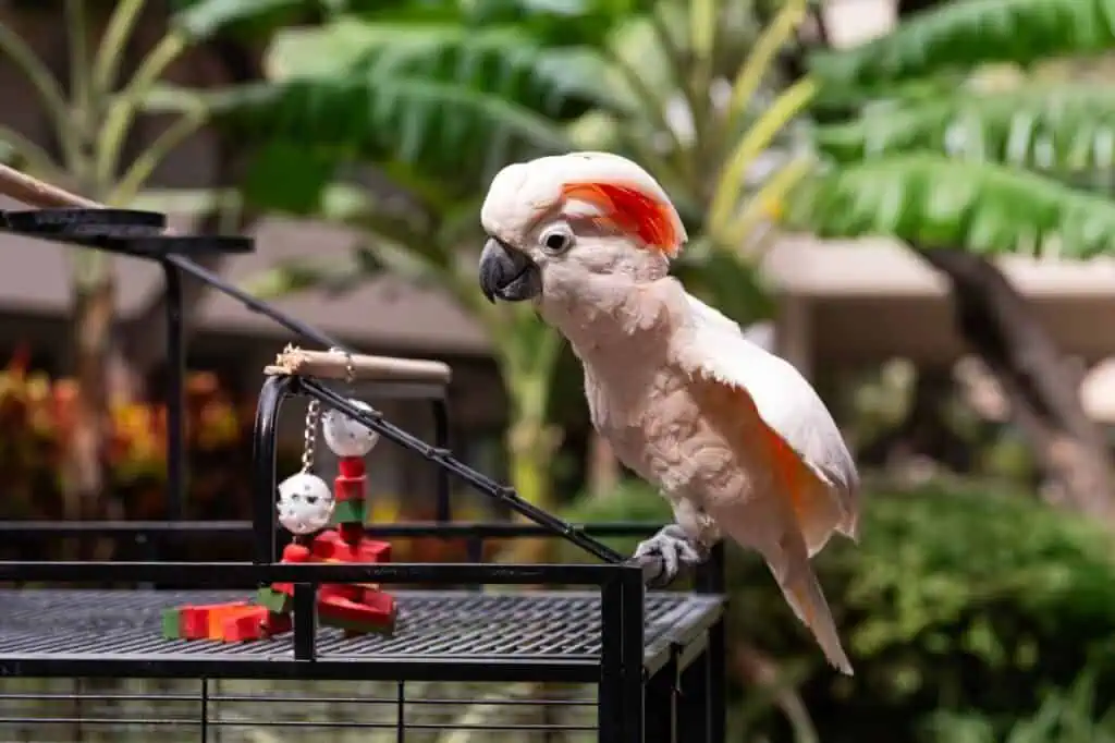 Cockatoo named Kukui Molucccan