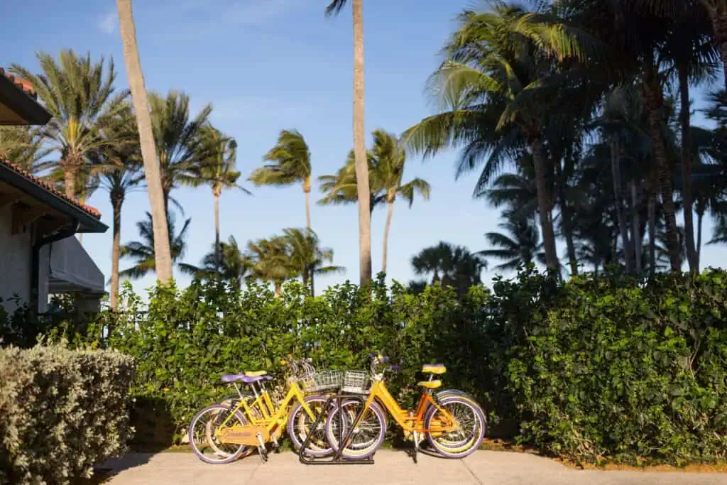 Yellow bikes surrounded by bushes, palm trees